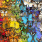 Natural History Museum - Butterflies & Moths 1000 Piece Jigsaw Puzzle