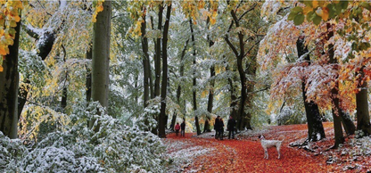 Snow in Autumn 636 Piece Jigsaw Puzzle