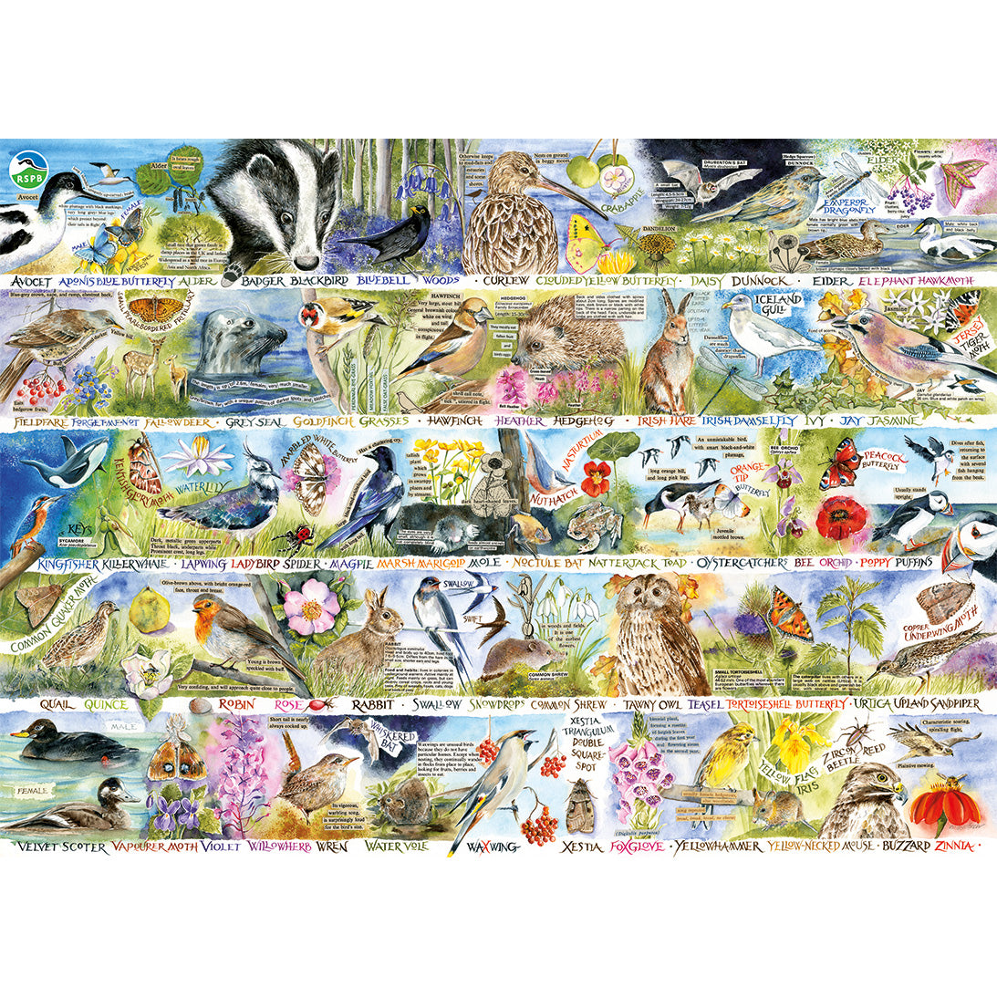 RSPB: Birdsong & Bluebells 1000 Piece Jigsaw Puzzle