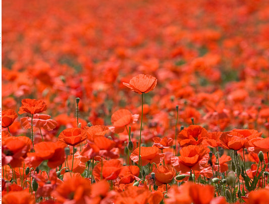 Fields of Poppies - Impuzzible No. 28 - 1000 Piece Jigsaw Puzzle