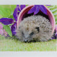 Hedgehog Pottering In The Garden 1000 Piece Jigsaw