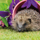 Hedgehog Pottering In The Garden 1000 Piece Jigsaw